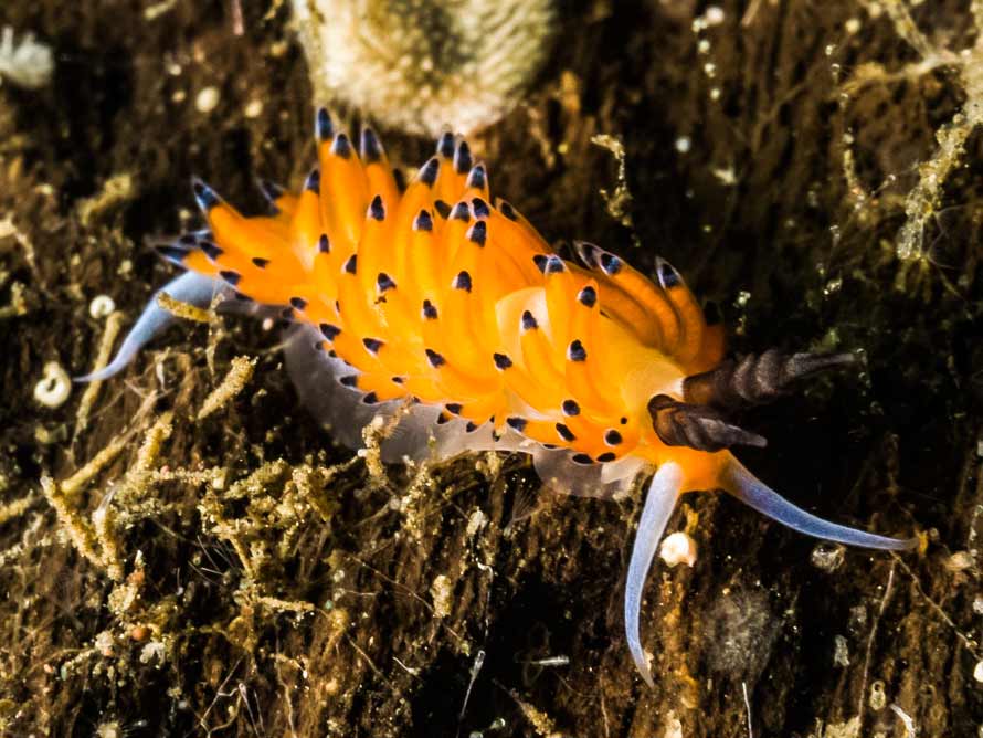 Favorinus tsuruganus